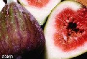 בצקיות תאנים ואגוזים