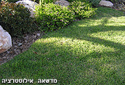 הדשא - המרגיע הטבעי