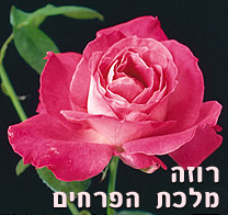 רוזה – מלכת הפרחים